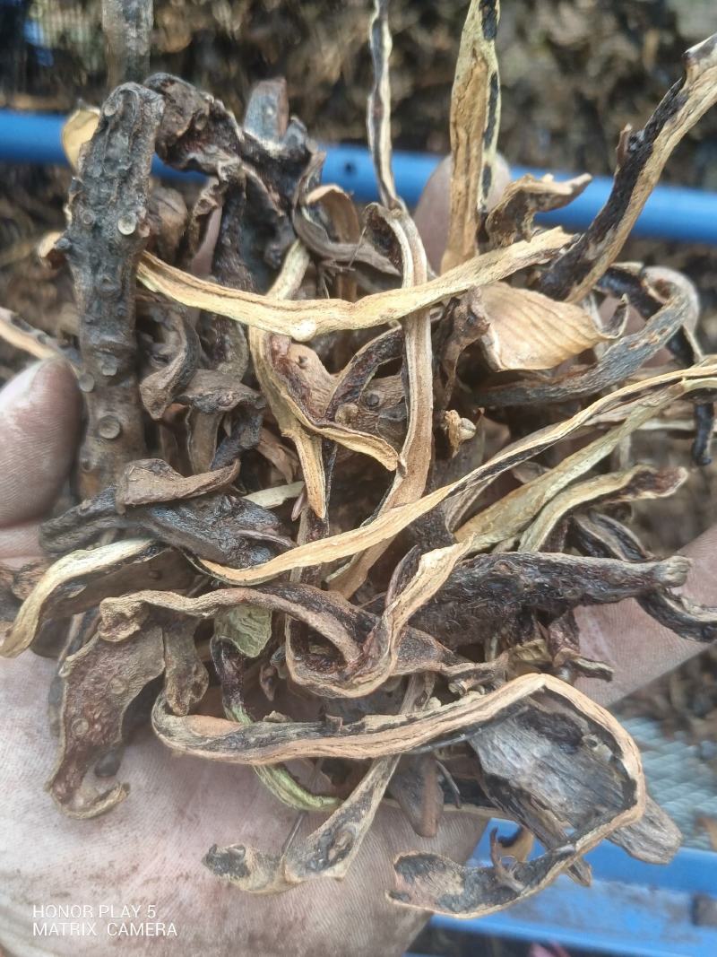 骨碎补（含量足）野生