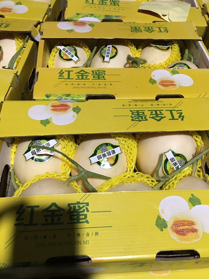 红金蜜莘县红金蜜甜瓜产区直供货源足上货快代收代发