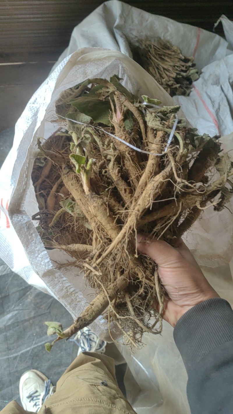 出售云木香苗，大批量2千万苗左右