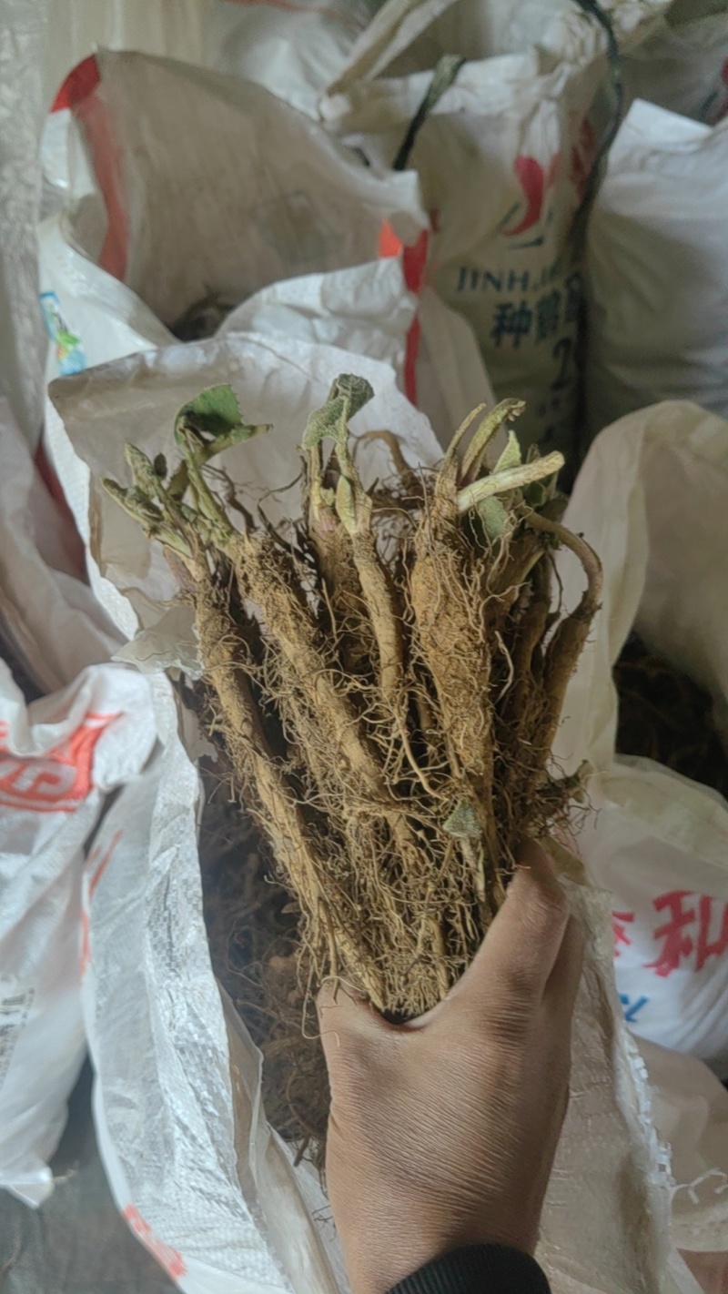 出售云木香苗，大批量2千万苗左右