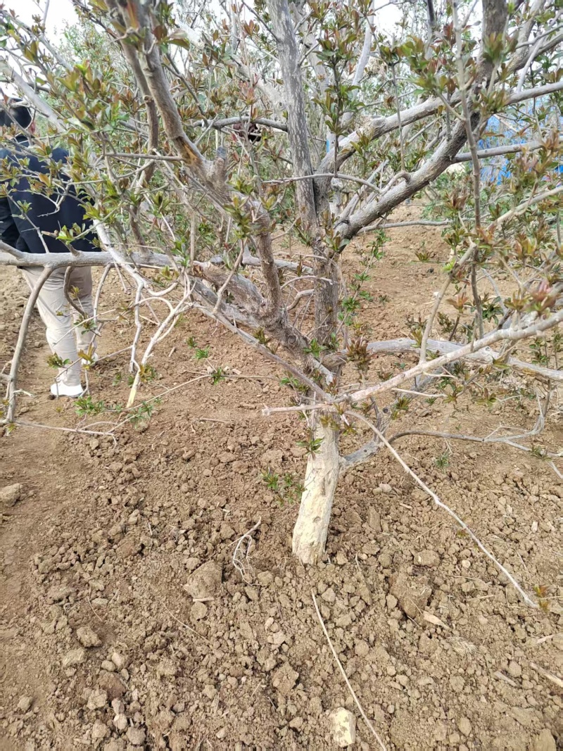 造型大石榴树价格，造型大石榴树基地，视频看货