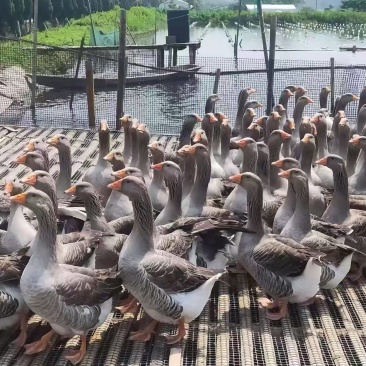 朗德鹅苗，大体型耐寒耐燥保品种保质量，全国供应