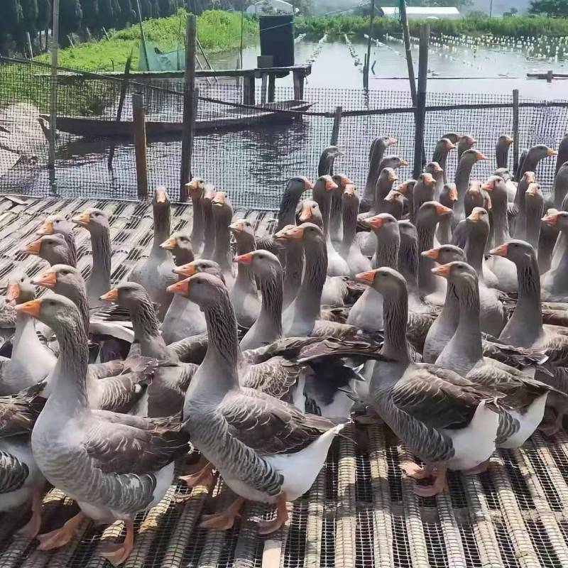 朗德鹅苗，大体型耐寒耐燥保品种保质量，全国供应