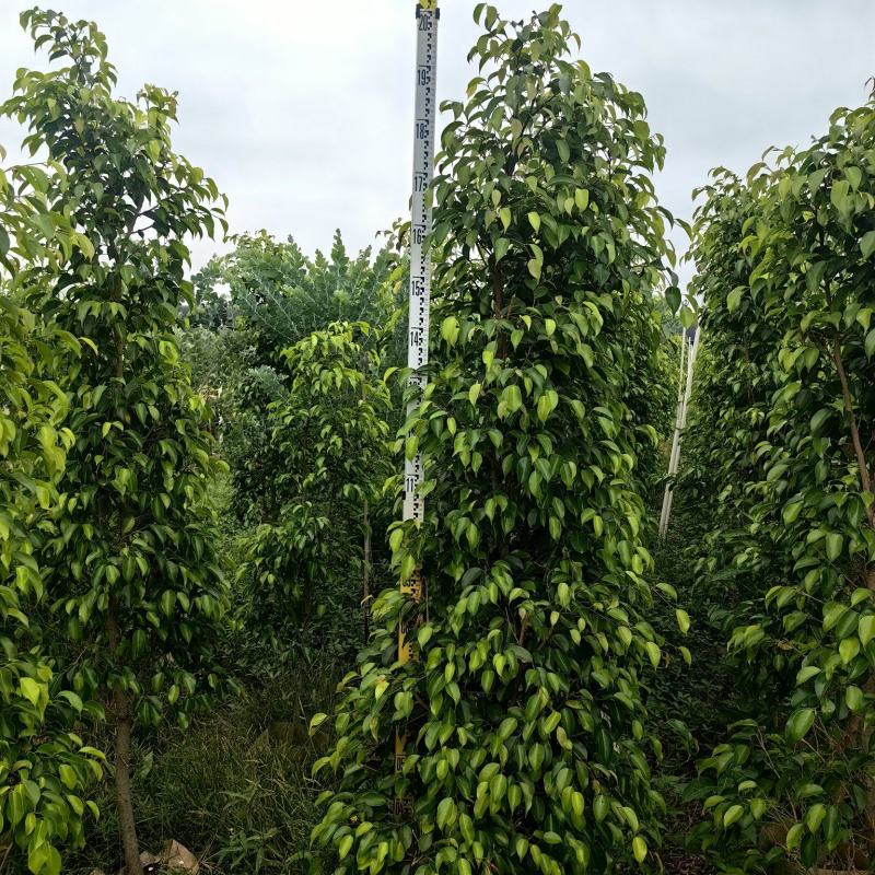 垂叶榕绿化苗木榕树垂叶榕产地直供量大优惠