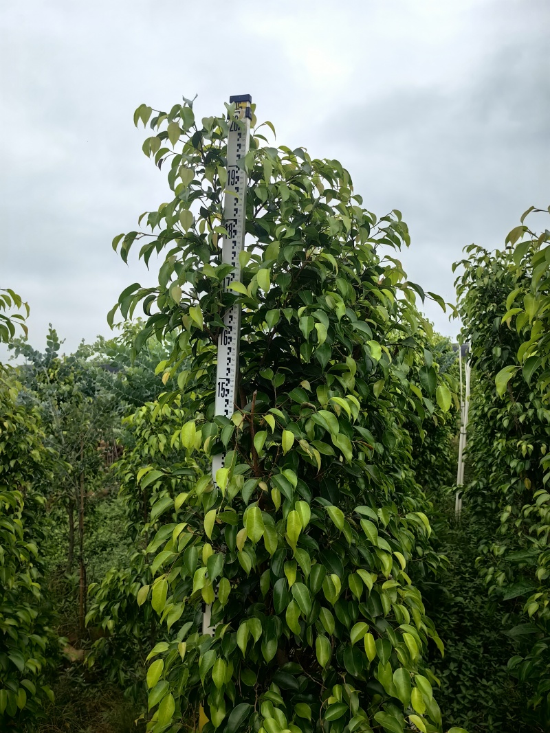 垂叶榕绿化苗木榕树垂叶榕产地直供量大优惠