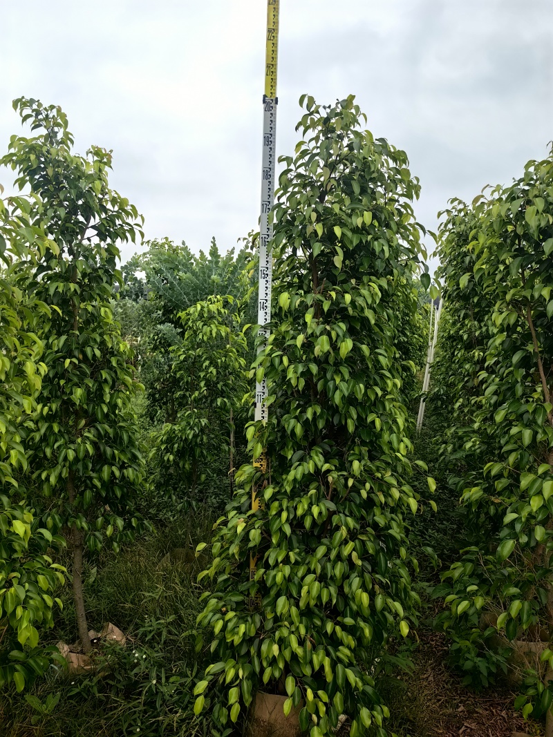 垂叶榕绿化苗木榕树垂叶榕产地直供量大优惠