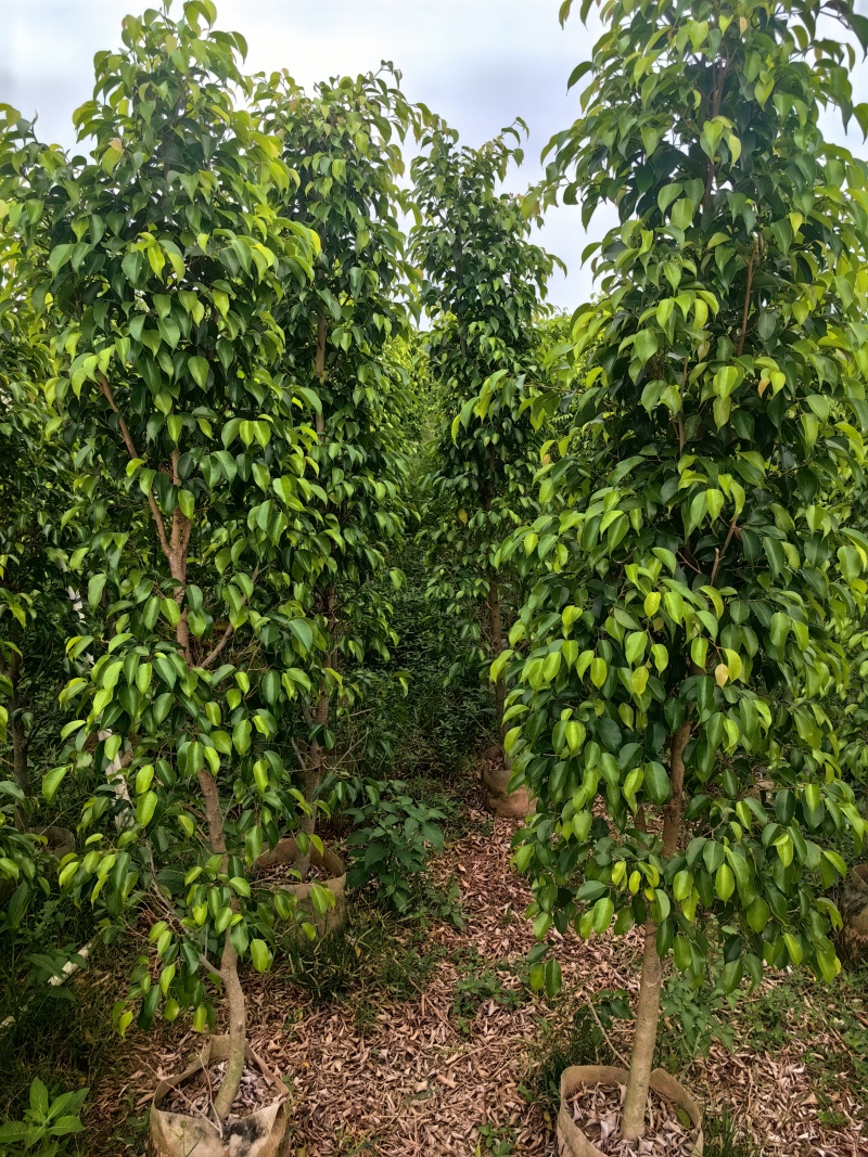 垂叶榕绿化苗木榕树垂叶榕产地直供量大优惠
