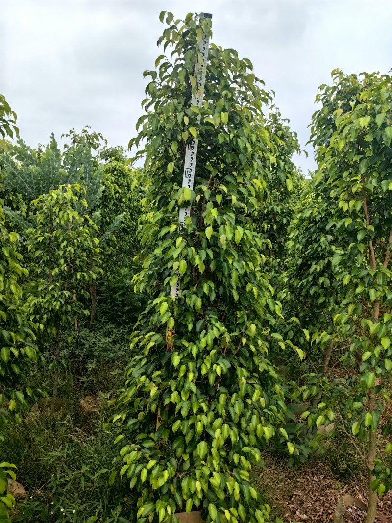 垂叶榕绿化苗木榕树垂叶榕产地直供量大优惠