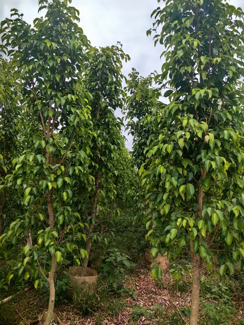 垂叶榕绿化苗木榕树垂叶榕产地直供量大优惠