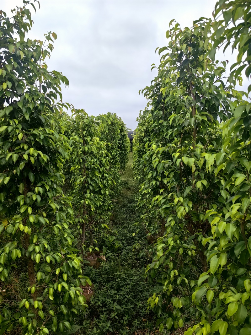 垂叶榕绿化苗木榕树垂叶榕产地直供量大优惠