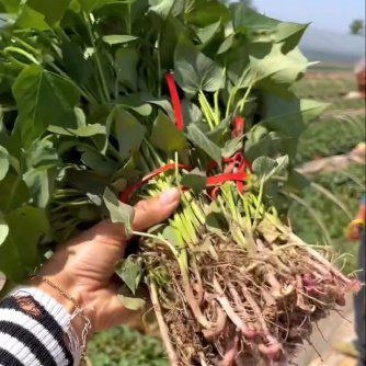 红薯苗繁育基地脱毒红薯苗批发红薯苗产地直销品种齐全