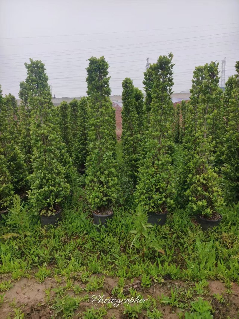 火山榕绿化苗木造型景观树景观榕树基地直发