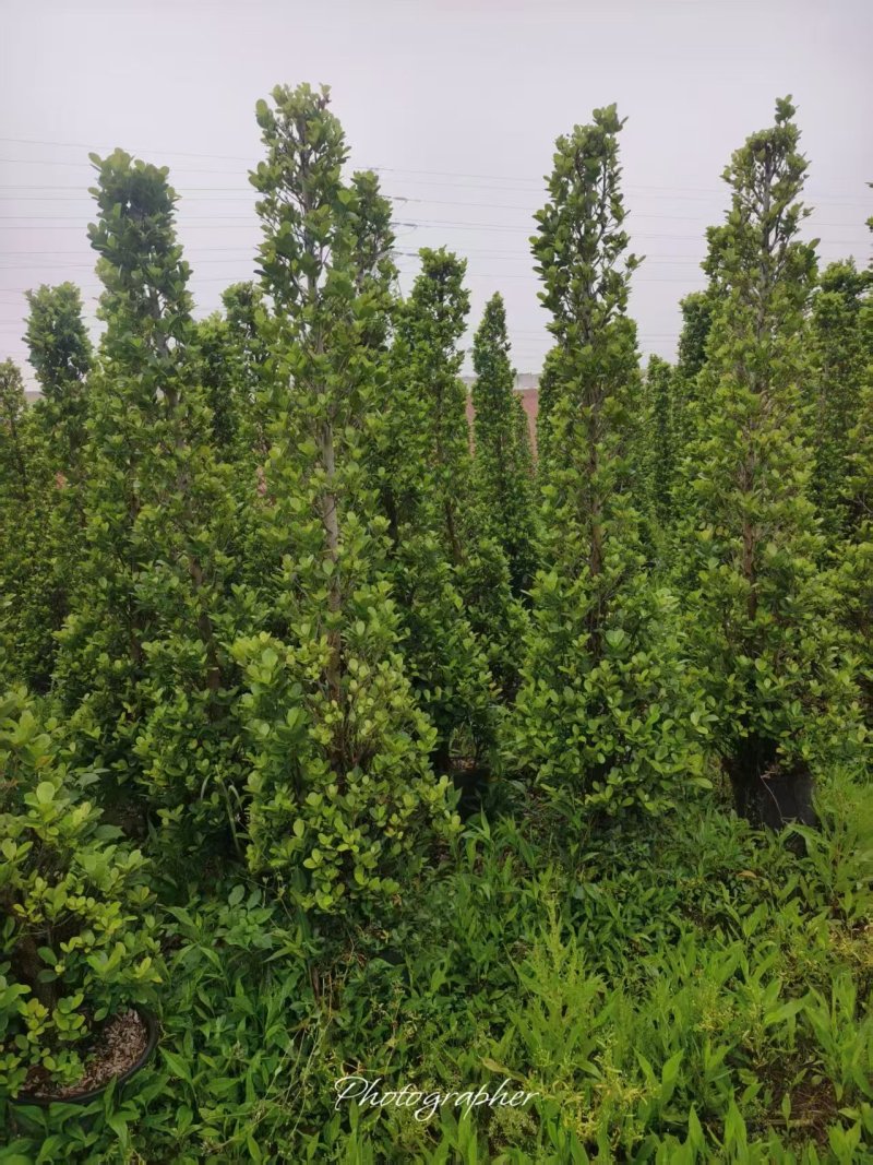 火山榕绿化苗木造型景观树景观榕树基地直发