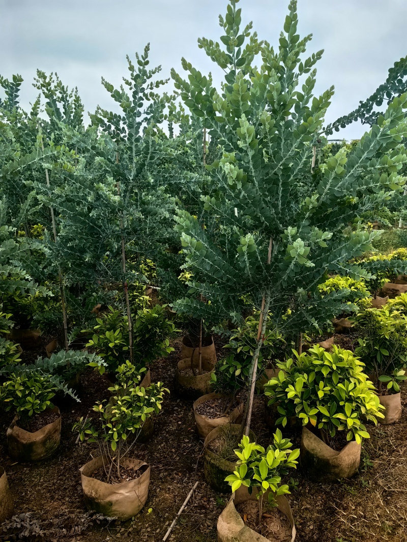 银叶金合欢绿化苗木庭院绿植基地直发量大优惠