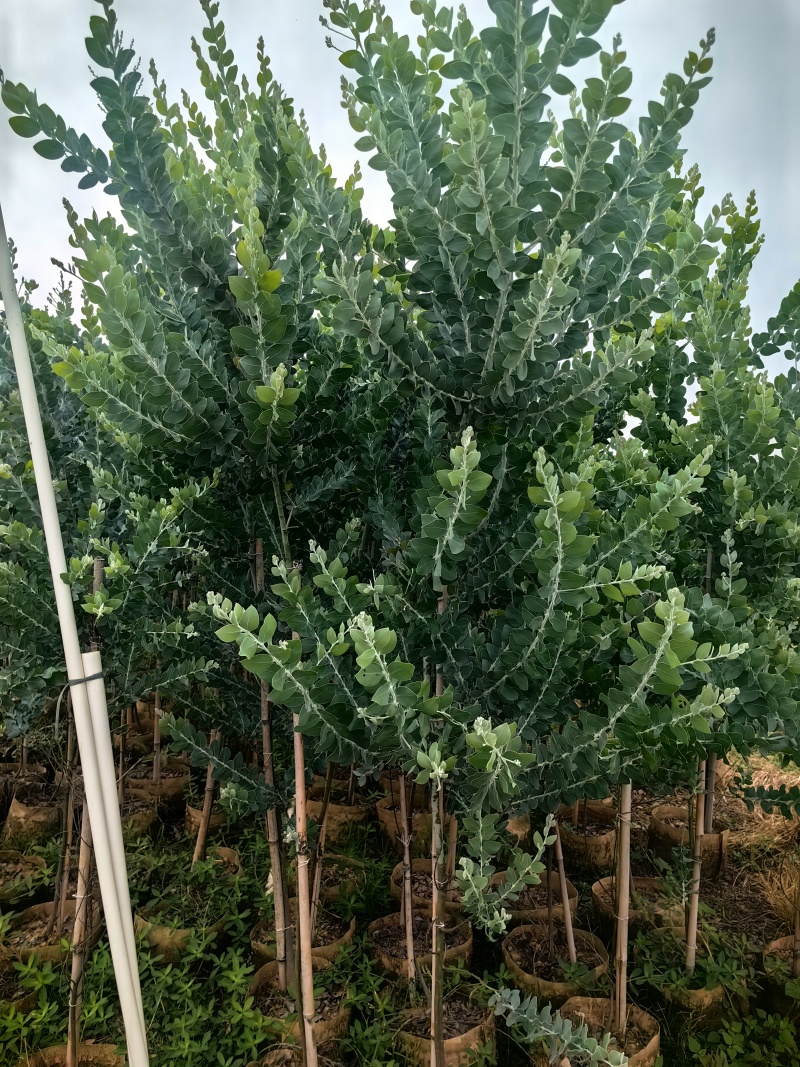 银叶金合欢绿化苗木庭院绿植基地直发量大优惠