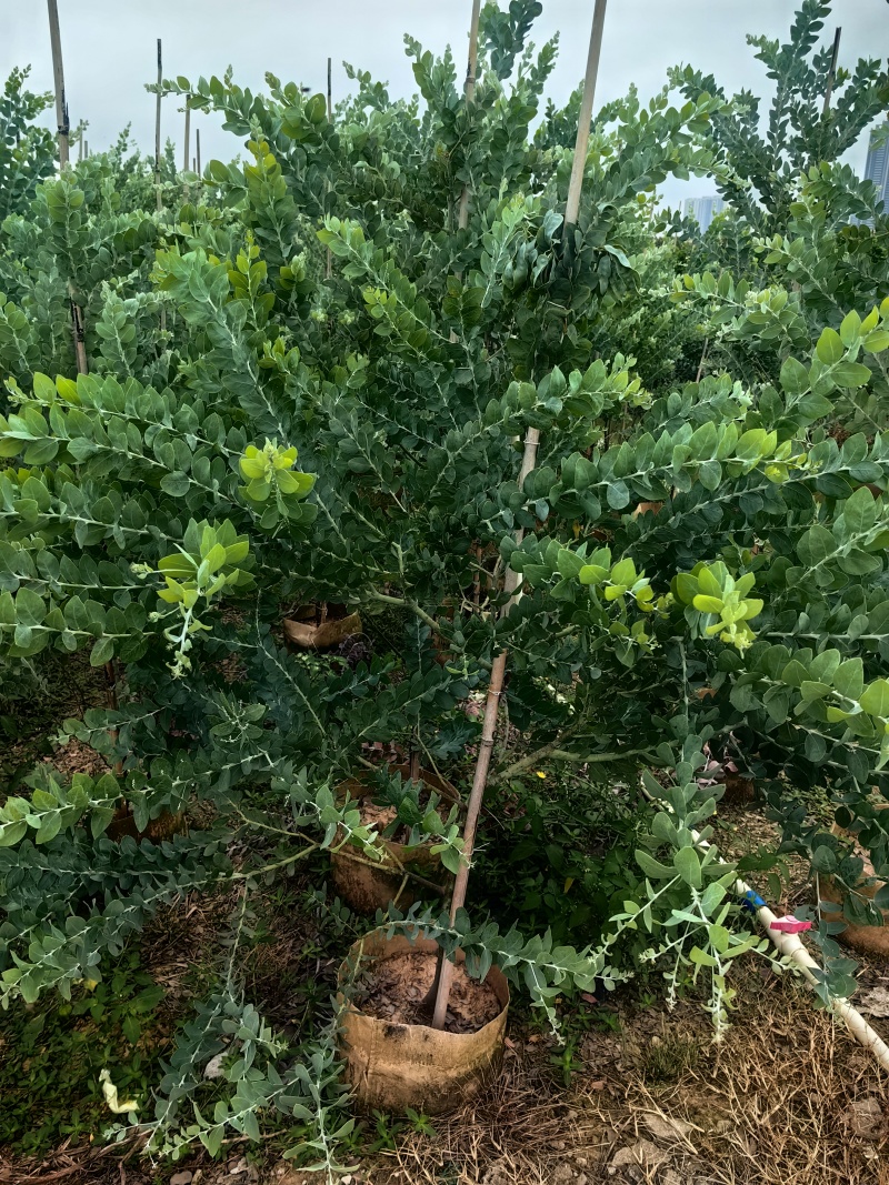 银叶金合欢绿化苗木庭院绿植基地直发量大优惠