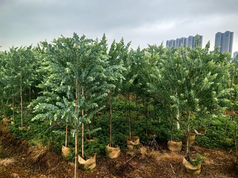 银叶金合欢绿化苗木庭院绿植基地直发量大优惠
