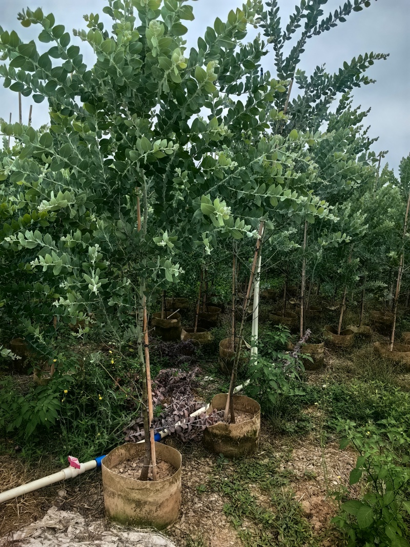 银叶金合欢绿化苗木庭院绿植基地直发量大优惠