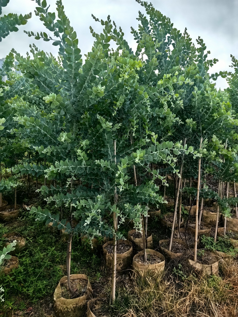银叶金合欢绿化苗木庭院绿植基地直发量大优惠