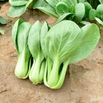 金品优秀青梗菜种子耐热青菜种籽鸡毛菜种籽小青菜籽