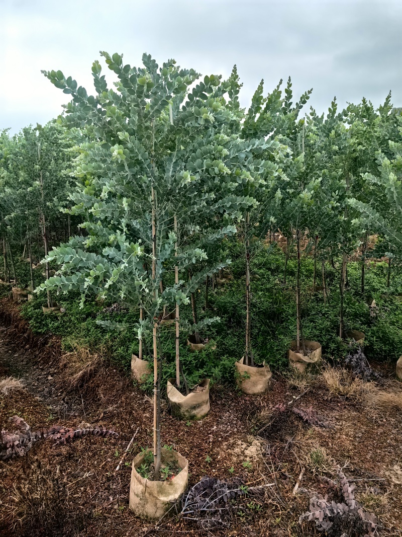银叶金合欢绿化苗木庭院绿植基地直发量大优惠