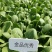 金品优秀青梗菜种子耐热青菜种籽鸡毛菜种籽小青菜籽