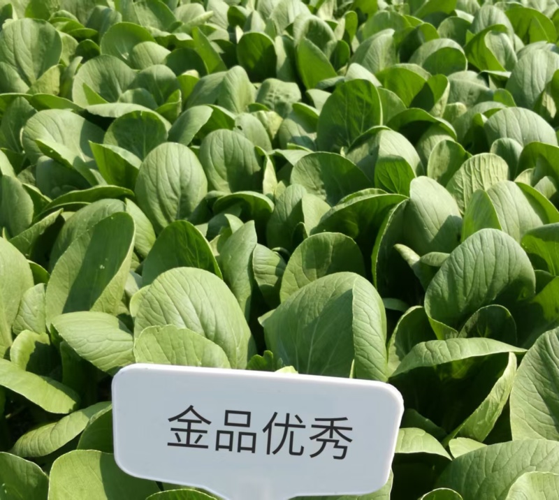 金品优秀青梗菜种子耐热青菜种籽鸡毛菜种籽小青菜籽