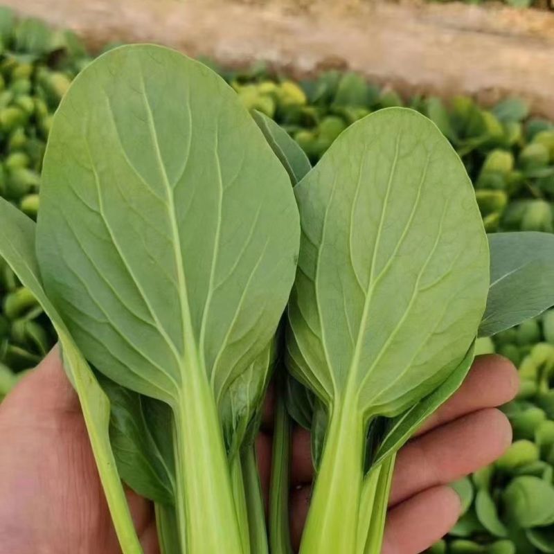 金品优秀青梗菜种子耐热青菜种籽鸡毛菜种籽小青菜籽