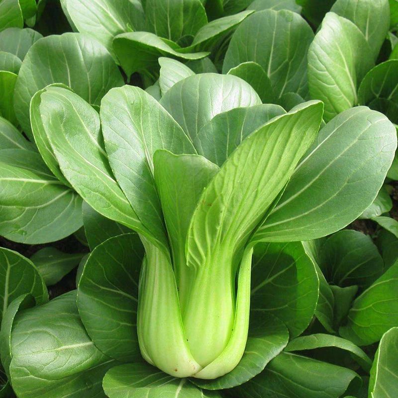 金品优秀青梗菜种子耐热青菜种籽鸡毛菜种籽小青菜籽