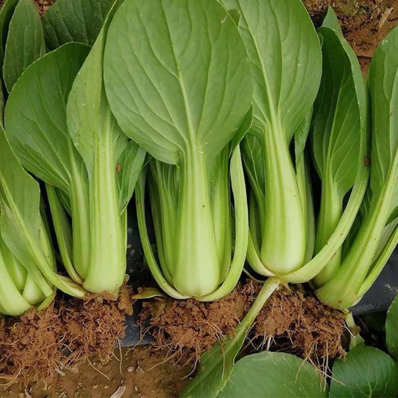金品优秀青梗菜种子耐热青菜种籽鸡毛菜种籽小青菜籽
