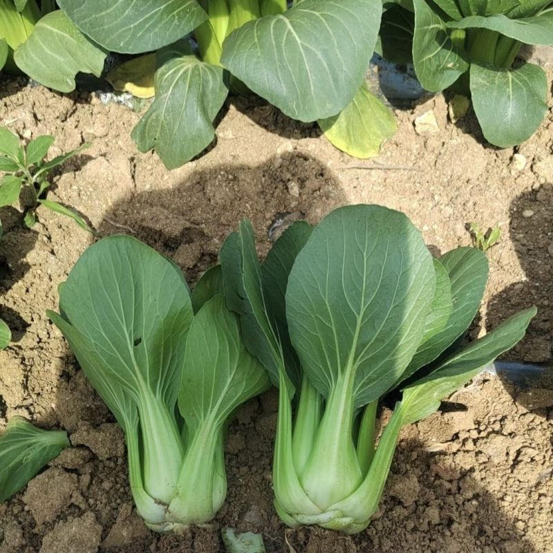 金品优秀青梗菜种子耐热青菜种籽鸡毛菜种籽小青菜籽