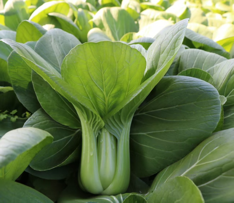 金品优秀青梗菜种子耐热青菜种籽鸡毛菜种籽小青菜籽
