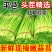 山东平邑精品红帽蒜薹，货源充足稳定质量优良，基地直发。