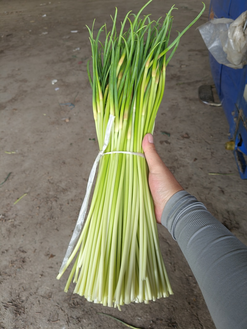 山东平邑精品红帽蒜薹，货源充足稳定质量优良，基地直发。