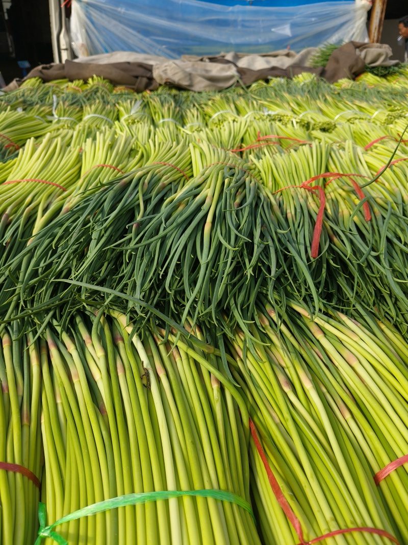 山东平邑精品红帽蒜薹，货源充足稳定质量优良，基地直发。