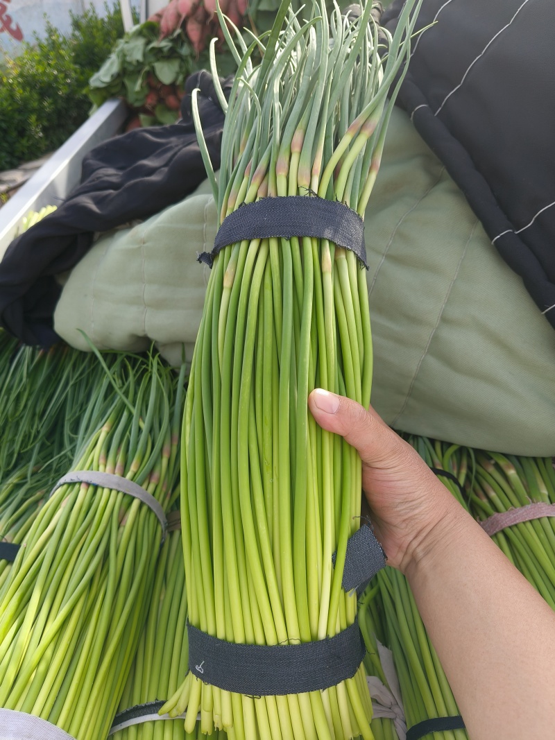 山东平邑精品红帽蒜薹，货源充足稳定质量优良，基地直发。