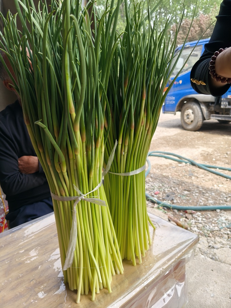 山东平邑精品红帽蒜薹，货源充足稳定质量优良，基地直发。
