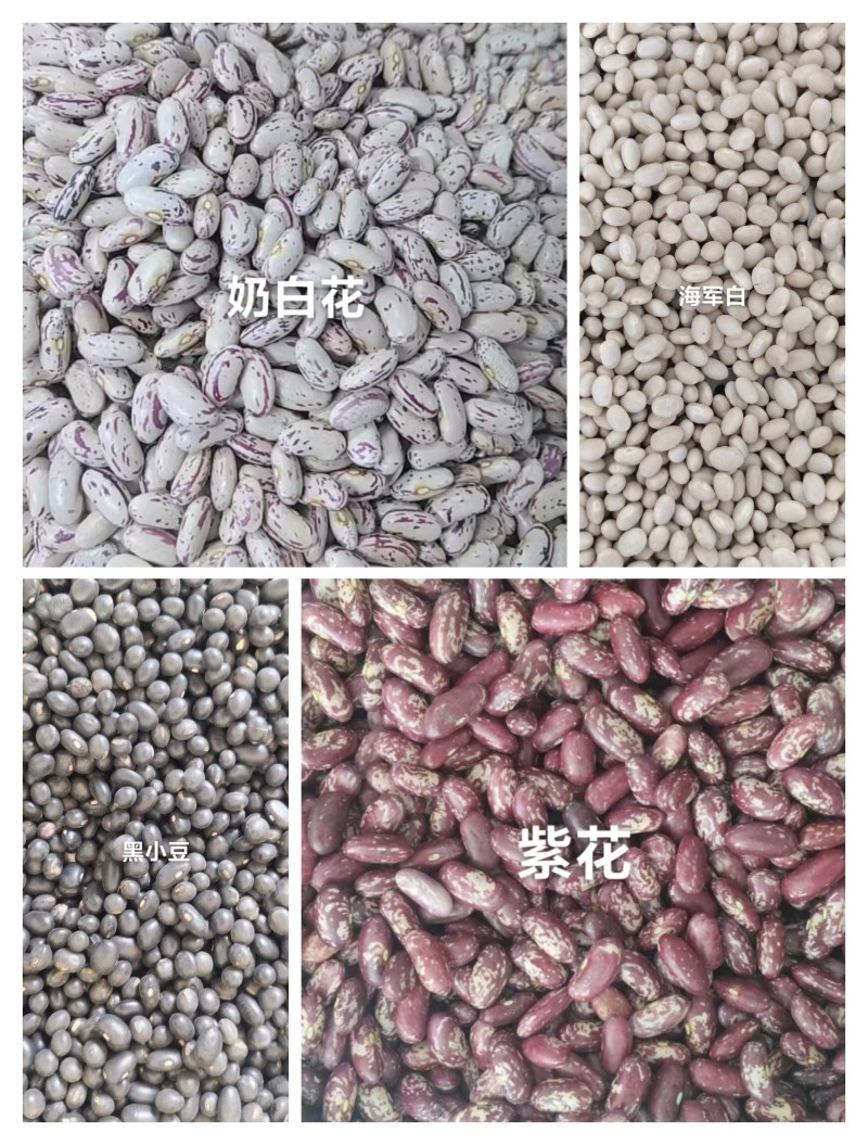 紫花芸豆奶白花芸豆黑芸豆海军白芸芸豆批发营养丰富老幼皆宜