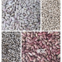 奶白花、紫花、黑小豆、海军白精品各种芸豆快递一件代发