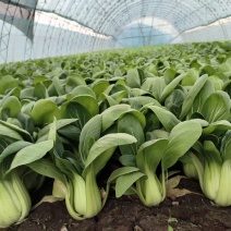 金品夏冠青梗菜种籽耐热耐湿上海青种子四季小油菜籽种蔬菜种