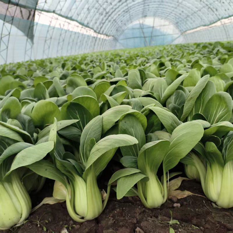 金品夏冠青梗菜种籽耐热耐湿上海青种子四季小油菜籽种蔬菜种