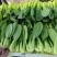 金品夏冠青梗菜种籽耐热耐湿上海青种子四季小油菜籽种蔬菜种