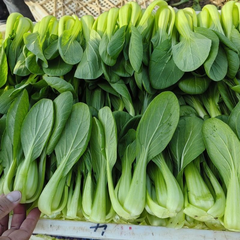 金品夏冠青梗菜种籽耐热耐湿上海青种子四季小油菜籽种蔬菜种
