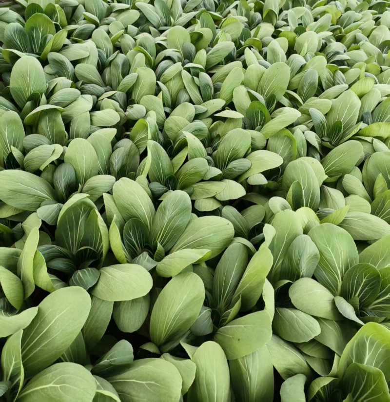 金品夏冠青梗菜种籽耐热耐湿上海青种子四季小油菜籽种蔬菜种