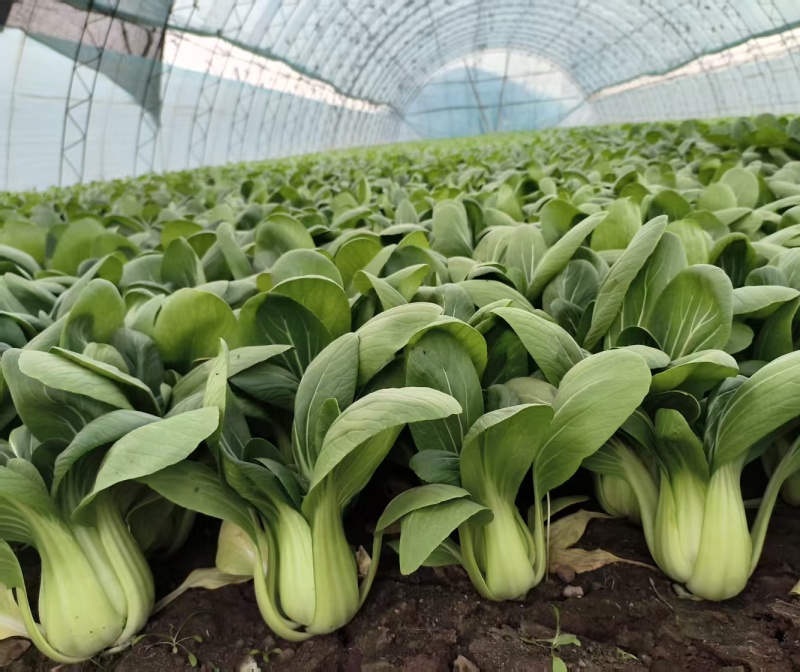 金品夏冠青梗菜种籽耐热耐湿上海青种子四季小油菜籽种蔬菜种