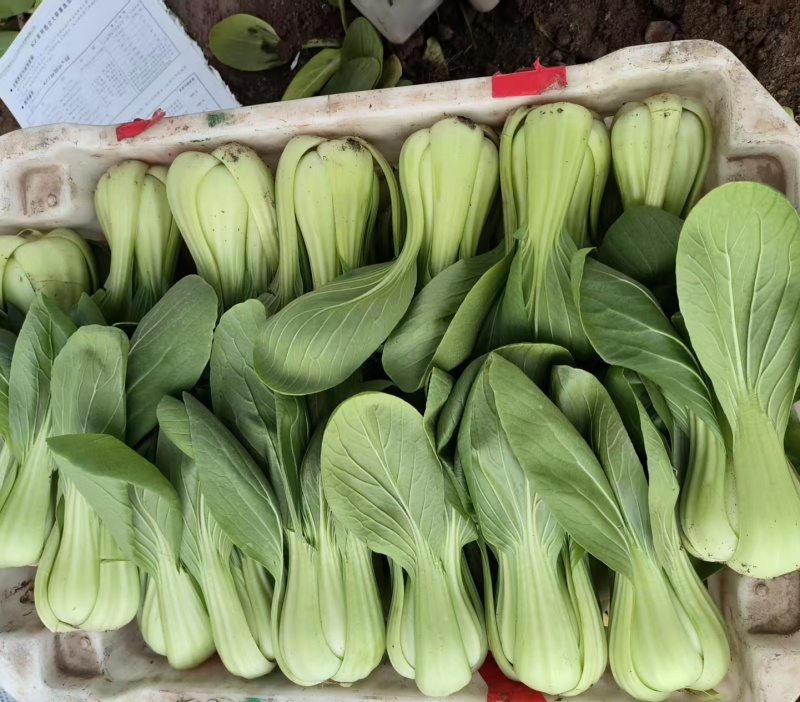 金品夏冠青梗菜种籽耐热耐湿上海青种子四季小油菜籽种蔬菜种