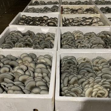 二茬鲜平菇量大从优，规格齐全，品质保证，可视频看货发全国