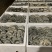 二茬鲜平菇量大从优，规格齐全，品质保证，可视频看货发全国