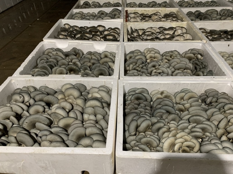 二茬鲜平菇量大从优，规格齐全，品质保证，可视频看货发全国
