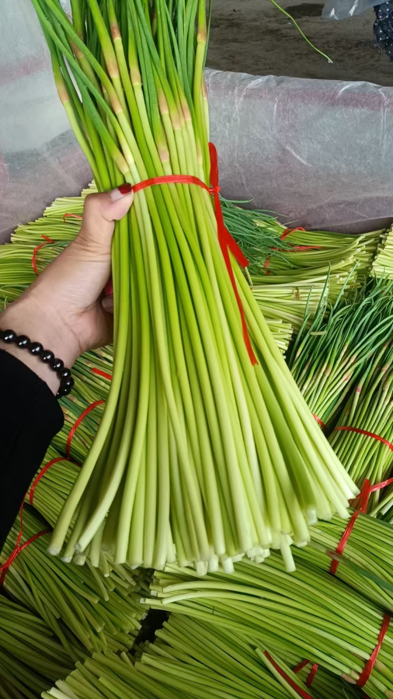 〔优选〕山东红帽蒜薹/冷库蒜苔/产地现摘现发货/对接电商